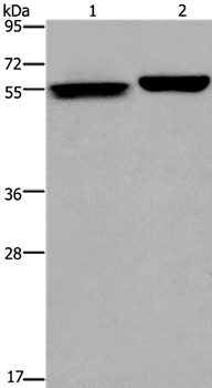 BECN1 Antibody