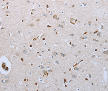 FGF1 Antibody