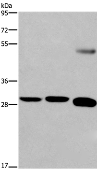 FGF8 Antibody