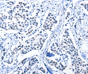 POU2AF1 Antibody