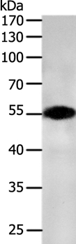 CASP12 Antibody
