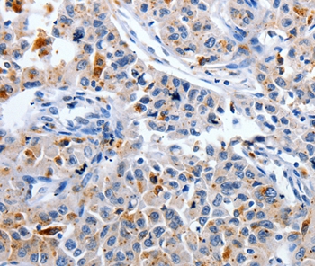 CDK3 Antibody