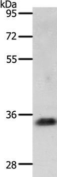 JUND Antibody