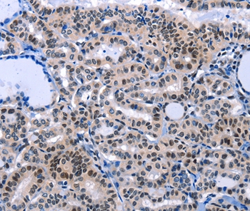 COX18 Antibody