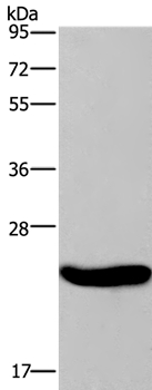 CRH Antibody