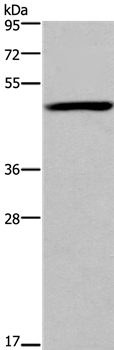 FOXD1 Antibody