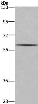 GAD1 Antibody