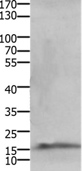 CMTM5 Antibody