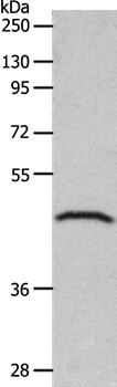 GDF1 Antibody