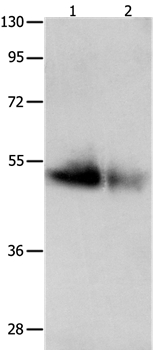 GDF6 Antibody