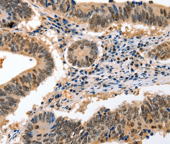 GCG Antibody
