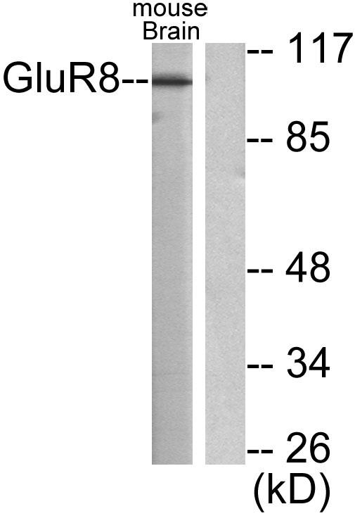GRM8 Antibody