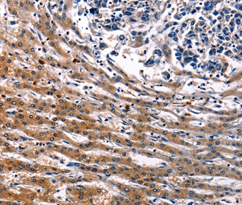 IRF7 Antibody