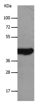 SLC16A7 Antibody