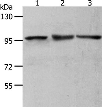 MCM4 Antibody