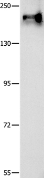 ABCC1 Antibody