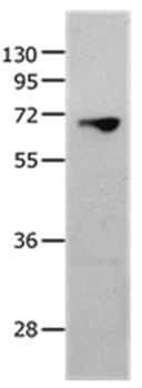 MMP25 Antibody