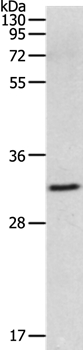 MMP26 Antibody
