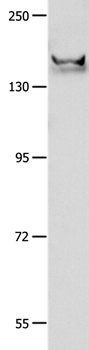 GRIN2B Antibody