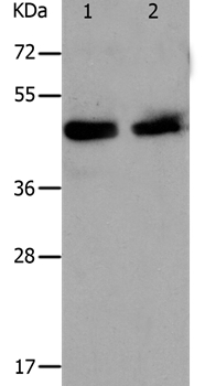 PAWR Antibody
