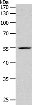 PAX1 Antibody
