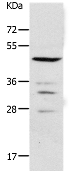 PAX2 Antibody
