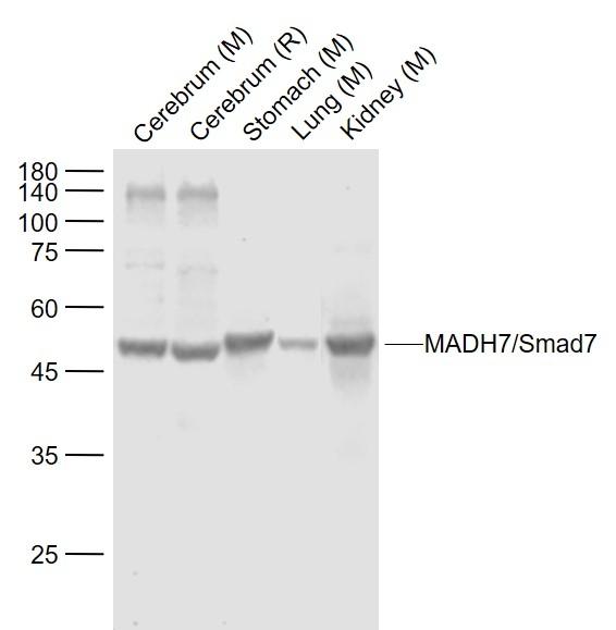 SMAD7 Antibody