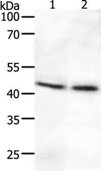SYT2 Antibody