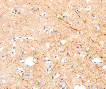 MAP4K1 Antibody