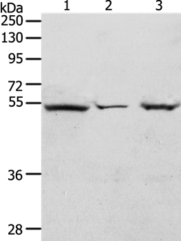 TCF7 Antibody