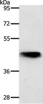 NKX2 Antibody