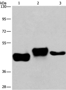SGK2 Antibody