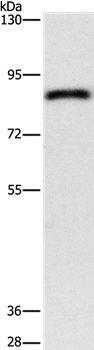 APEH Antibody