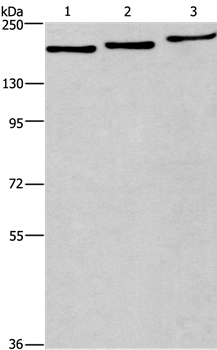 BAG6 Antibody