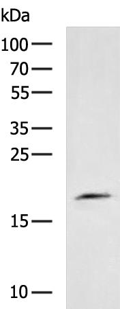 TNFRSF17 Antibody