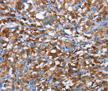 CD226 Antibody