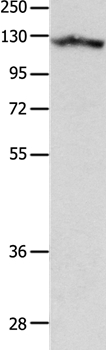MCAM Antibody