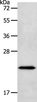 NEUROG1 Antibody