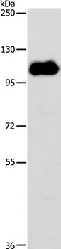 NOTCH1 Antibody