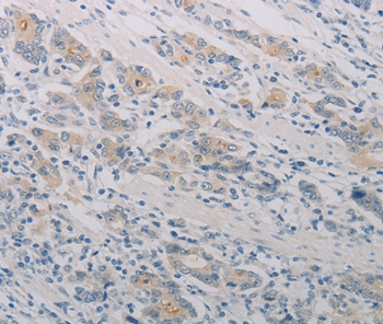 PTAFR Antibody