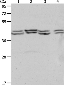 PSMD6 Antibody