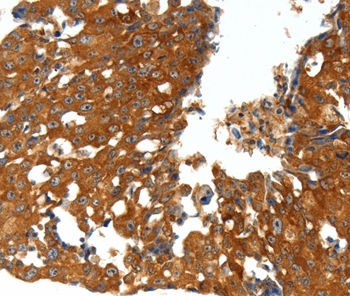 CXCL12 Antibody
