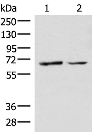 SLC5A1 Antibody