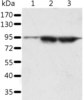 SPATA20 Antibody
