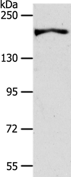 AKAP12 Antibody