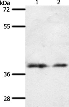 SSTR1 Antibody