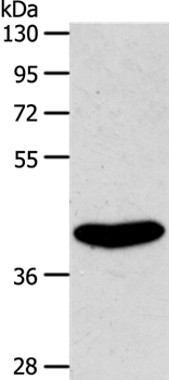 S1PR4 Antibody
