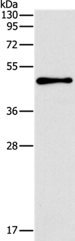 TFAP2B Antibody