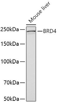 BRD4 Antibody
