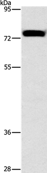 ALOX15 Antibody